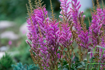 Fluffy pink flowers of Astilbe. Blooming flowers in the garden. Pink floral background
