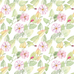 Summer and fresh seamless pattern with bindweed. Watercolor illustration on a white background. 