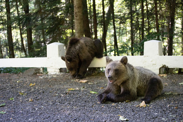 Baby bears near the road in Romanian mountains.