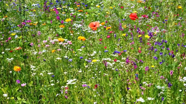 Blumenwiese