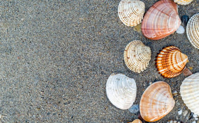 collection of sea shells on dark wet sand beach natural textured background