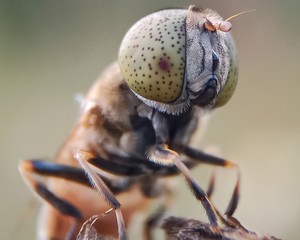 close up of a fly