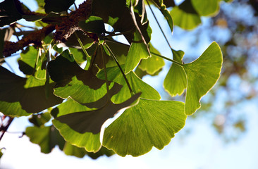 Gingko