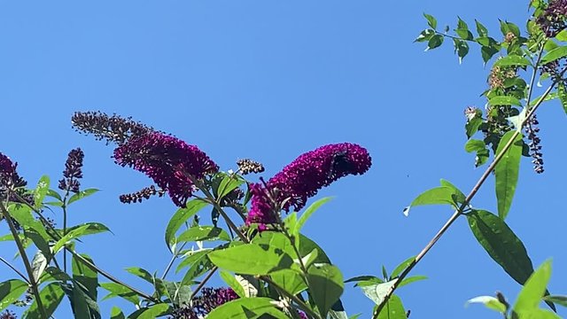 Carpenter bee (Xylocopa) on