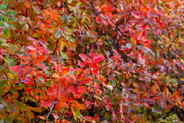 Barberry red, purple and orange leaves. Autumn seasonal background. Bright barberry shrub and branches on a blurred background.