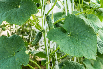 Close up fresh ripe cucumbers growing in greenhouse.