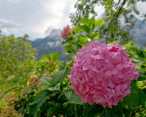 vibrant pink hortensia flower in the garden with distant landscape in the background