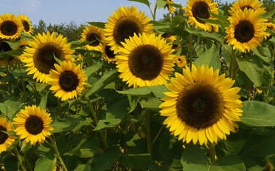 Sonnenblumen