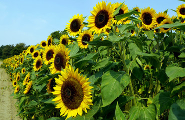 Sonnenblumen