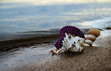 Close up of beach sand with sea shells. Conch shells at the beach, selective focus. Coast background