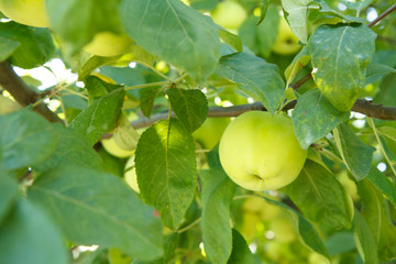 Fruits of immature apples on branch of tree.