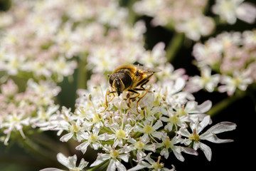 Closeup of a Hover-fly getting nourishment from wildflowers