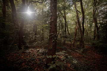 Obraz premium Il bosco al mattino