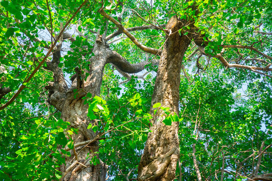 Bodhi Tree