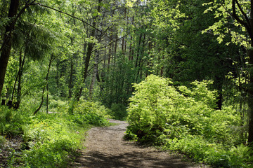 Obraz premium Walking path in the park on a bright sunny summer day