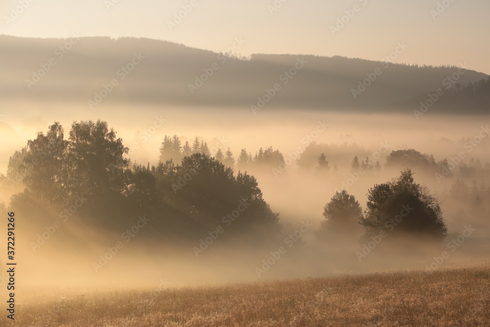 Wall mural Trees in the valley on a misty summer morning