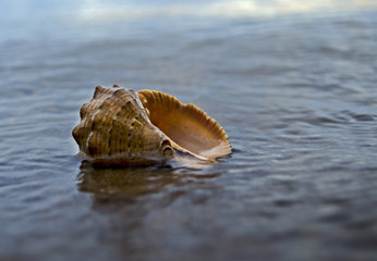 Close up of beach sand with sea shells. Conch shells at the beach, selective focus. Coast background