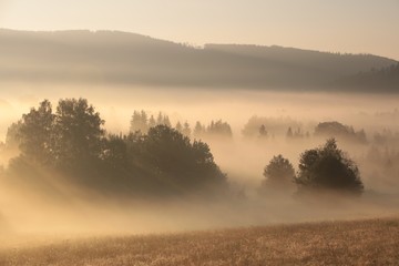 Trees in the valley on a misty summer morning