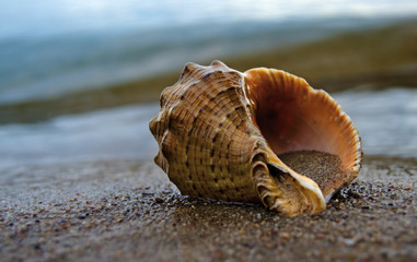 Close up of beach sand with sea shells. Conch shells at the beach, selective focus. Coast background