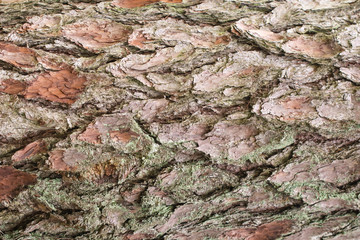 Background from the bark of an old spruce tree, texture of wood pattern