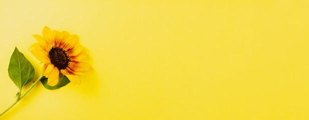 Medium  sunflower on a yellow background. Photo banner. Place for your text. Education concept.
