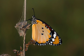 Monarch, Danaus plexippus is a milkweed butterfly (subfamily Danainae) in the family Nymphalidae butterfly in nature habitat.
