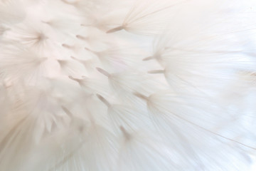 Obraz premium Abstract background of dandelion seeds in delicate shades. Small depth of field. Close-up macro image of dandelion seed heads, showing the beautiful delicate lace patterns of the plant. Soft focus