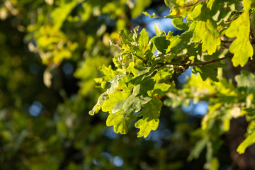 yellow oak leaves in sunlight