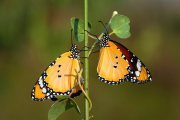 Monarch, Danaus plexippus is a milkweed butterfly (subfamily Danainae) in the family Nymphalidae butterfly in nature habitat.