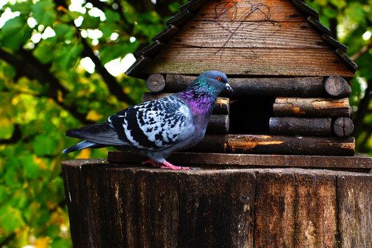 Beautiful bright pigeon near the hut of twigs in the form of a house Stock Photo | Adobe Stock Beautiful bright pigeon near the hut of twigs in the form of a house Stock Photo | Adobe Stock