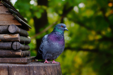 Dove sits on the edge of the feeder in summer