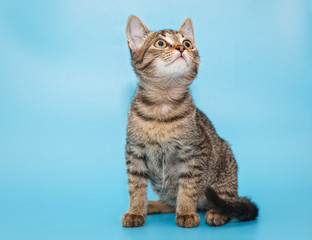 Obraz premium Portrait of a beautiful gray kitten