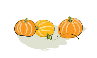 Stroke drawing of a pumpkin. Sketch-style illustration on a white background.