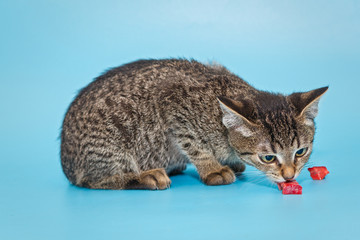 Beautiful grey kitten eating meat