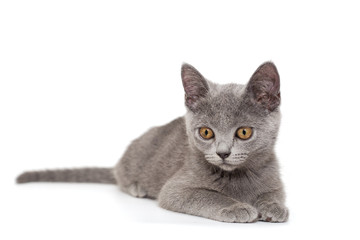 Beautiful Russian blue  kitten