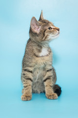 Portrait of a beautiful gray tabby kitten