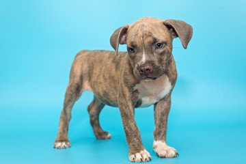 Cute American bully puppy