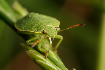 green shield bug