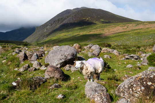 sheep grazing in the mountains in Ireland