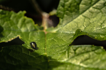 Macro shot of a small silver beetle walking across a doc leaf