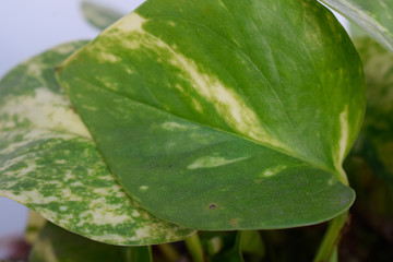 Green leaves