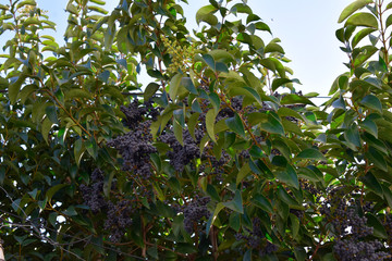 Tree with fruits