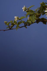 green leaves against blue sky
