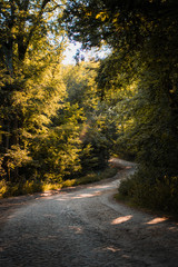 Curved forest sand path in the mountains