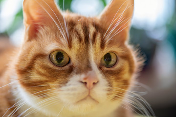 Portrait of a ginger cat. Close-up photographed.