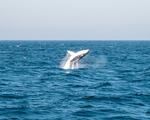 Fototapeta premium OLYMPUS DIGITAL CAMERA