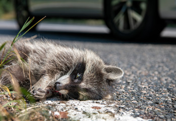 Straßenverkehr, überfahrener Waschbär am Fahrbahnrand