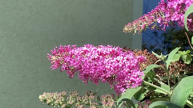 broad-bordered bee hawk-moth (Hemaris fuciformis) on buddleja bush