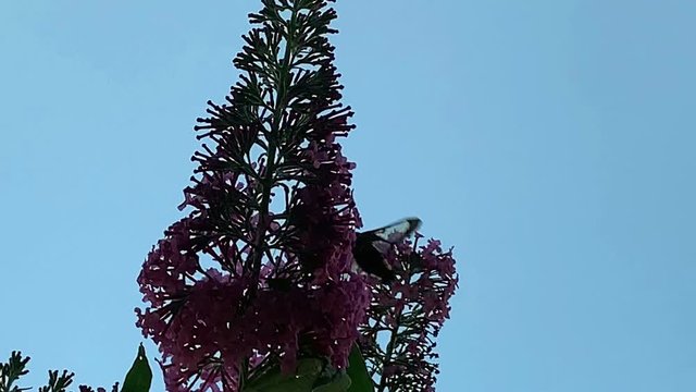broad-bordered bee hawk-moth (Hemaris fuciformis) on buddleja bush