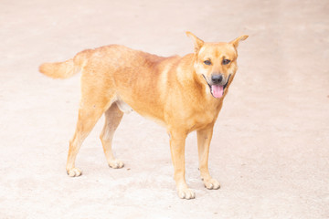 A dog with blurred background.